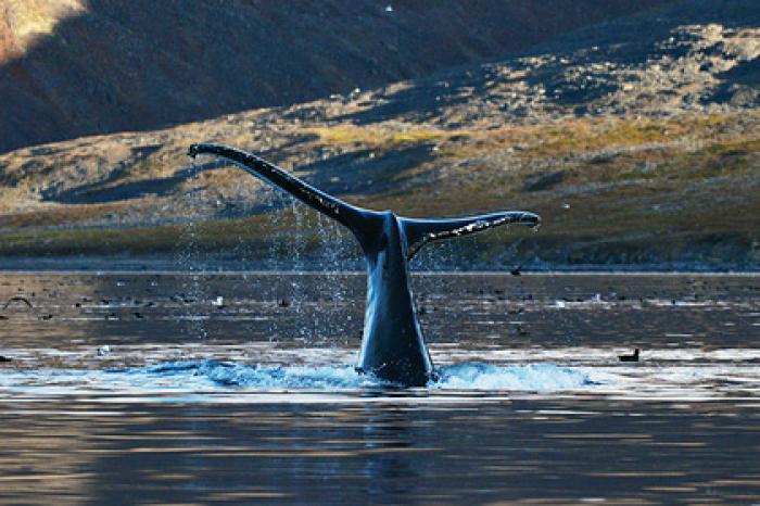 На Сахалине волонтеры потренировались спасать краснокнижных серых китов