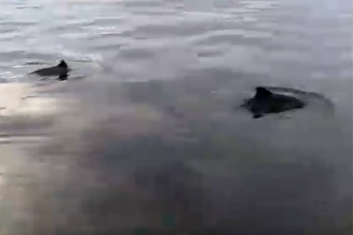 Россиянин отправился порыбачить и заснял на видео танец двух дельфинов