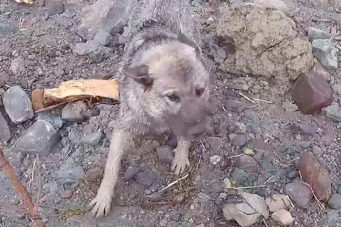 Собака чудом выжила во время оползня и воссоединилась с хозяевами