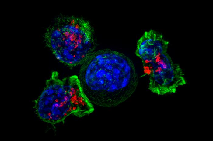 В раковых опухолях нашли мощную защиту против вирусов