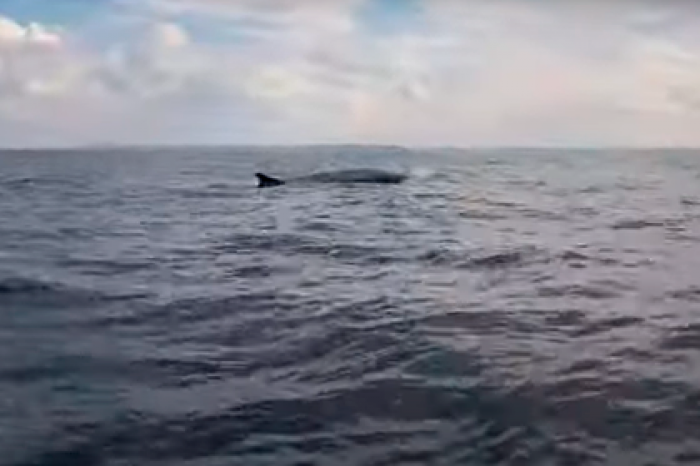 Россиянин заметил выпускающего фонтаны кита и заснял его на видео