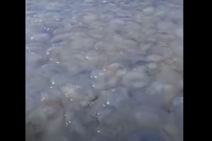 «Медузный остров» в Азовском море сняли на видео