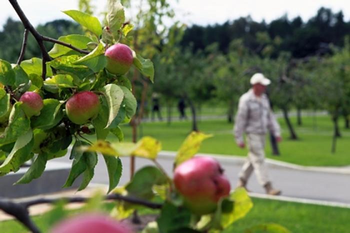 Назван помогающий избежать кислородного голодания продукт