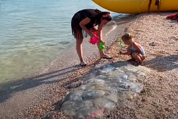 Сотни погибших медуз на берегу российского курорта сняли на видео
