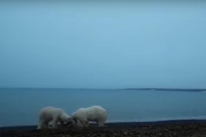 Ссора белых медведей из-за добычи в нацпарке «Русская Арктика» попала на видео