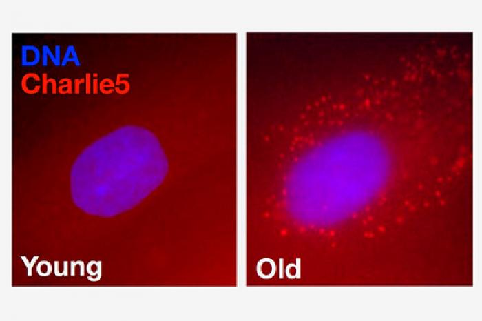 В мусорной ДНК обнаружили ключ к секрету старения