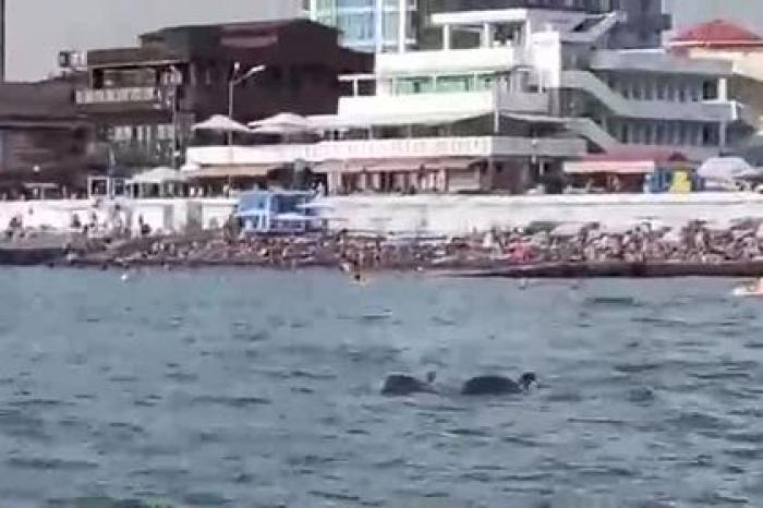 Близко подплывшие к берегу Адлера дельфины восхитили туристов и попали на видео