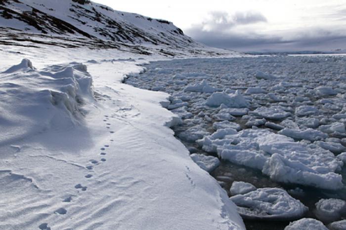 Льды в Арктике стали тоньше