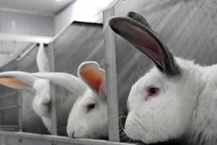 Российские предприниматели начали массово открывать кроличьи фермы