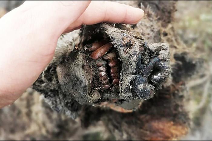 В Сибири нашли мумию вымершего 15 тысяч лет назад медведя