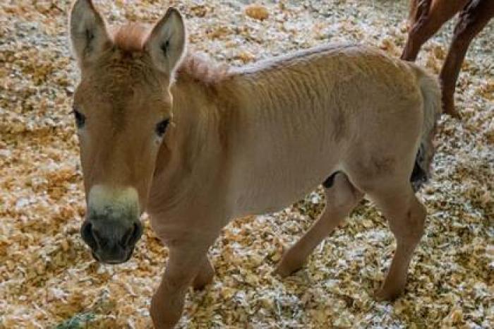 В США клонировали умершую 20 лет назад лошадь Пржевальского