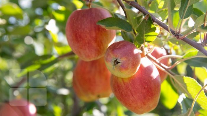 Яблок будет меньше: садоводы ожидают урожай на 20 процентов хуже прошлогоднего