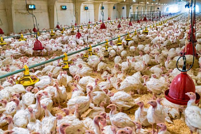 Экспорт продукции птицеводства из России впервые превысит ее импорт