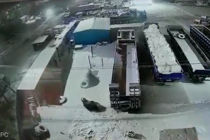 Гуляющего по российскому городу медведя сняли на видео