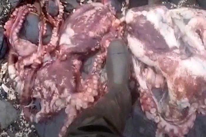 Мертвых осьминогов нашли рядом с загрязненным пляжем на Камчатке