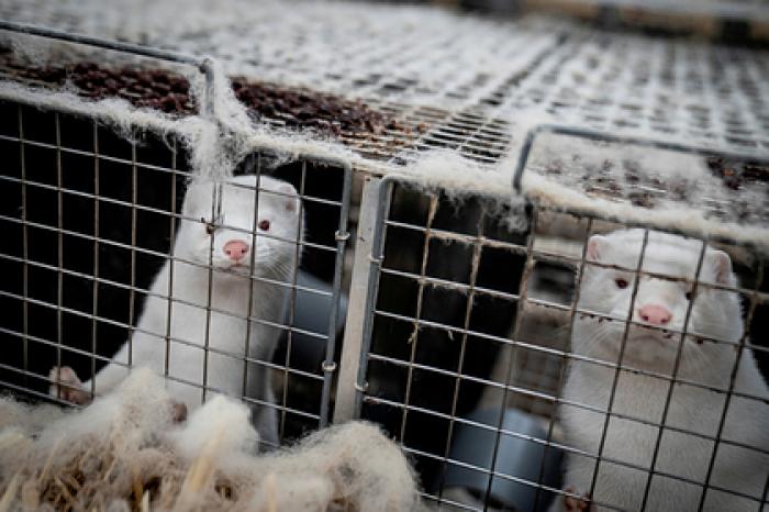 Биолог призвала опасаться животных из-за коронавируса