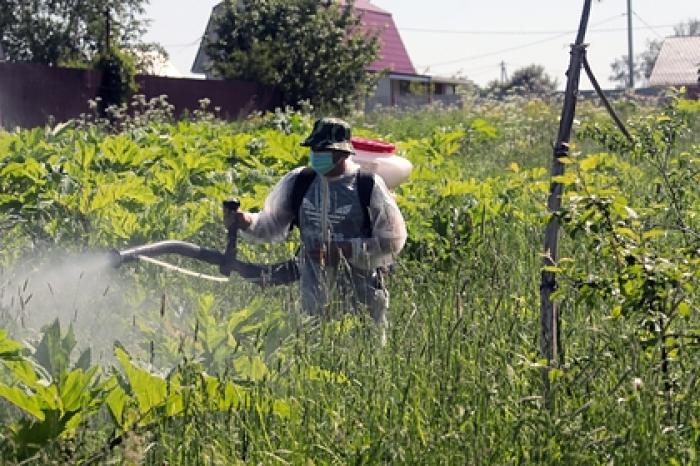 К борьбе с борщевиком в России привлекут дроны
