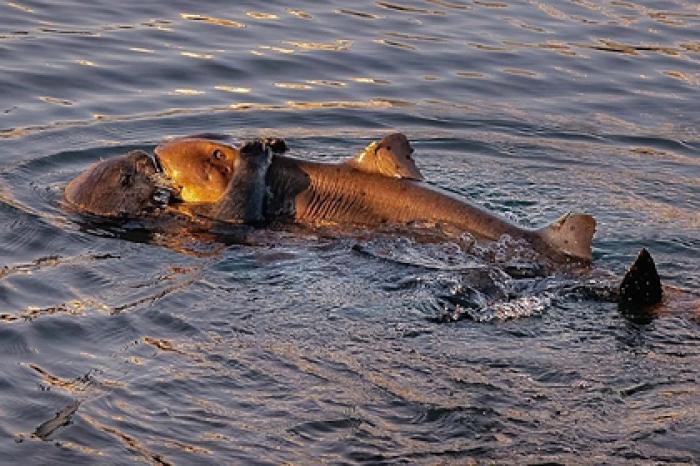 Морская выдра поймала акулу на глазах у фотографов