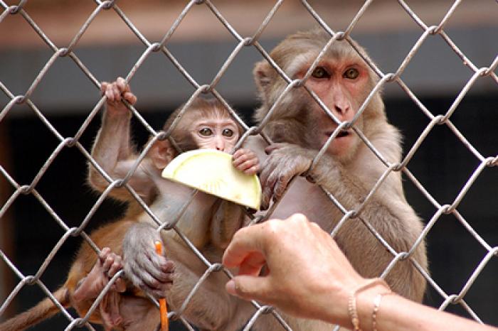 Назван способ снизить риск возникновения новых пандемий