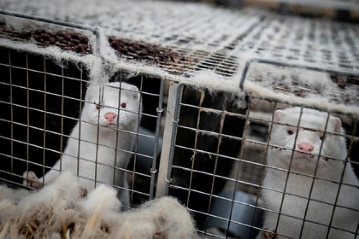 Норок с коронавирусом нашли в еще одной стране