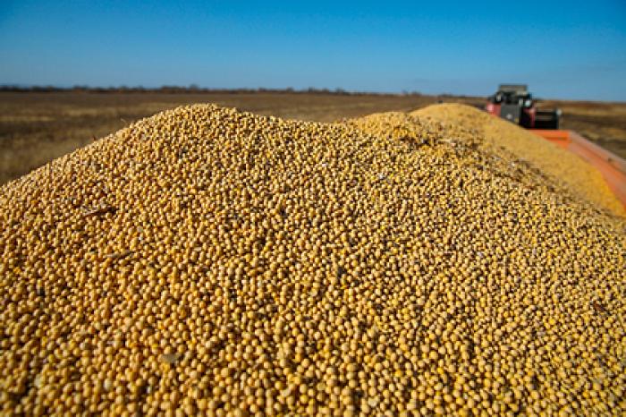 Российский регион увеличил продуктивность «растительной коровы»