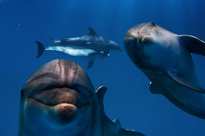 Северную Корею обвинили в создании дельфиньих войск