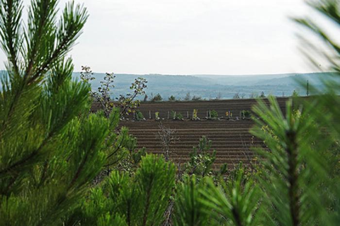 В России за осень высадили 40 миллионов деревьев