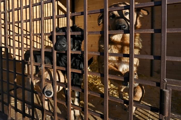 В российском приюте нашли трупы 50 тысяч бездомных животных