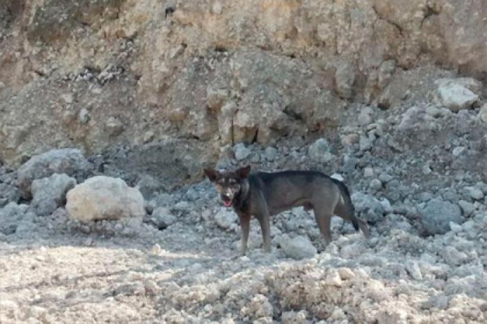 Бездомная собака помогла спасти брошенного новорожденного ребенка