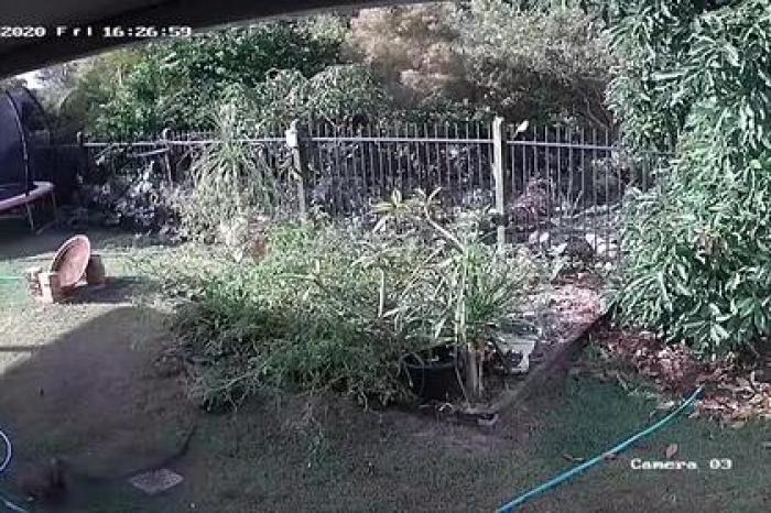Хозяйка голыми руками спасла щенка от удава и попала на видео