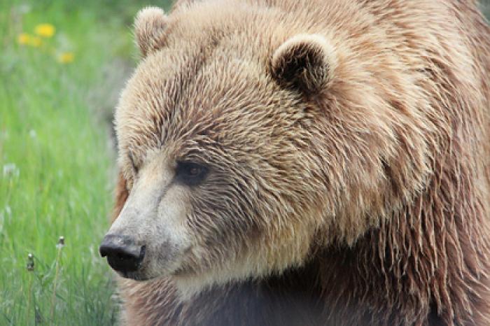 Миниатюрные псы помогли хозяйке избежать гибели в пасти разъяренного медведя