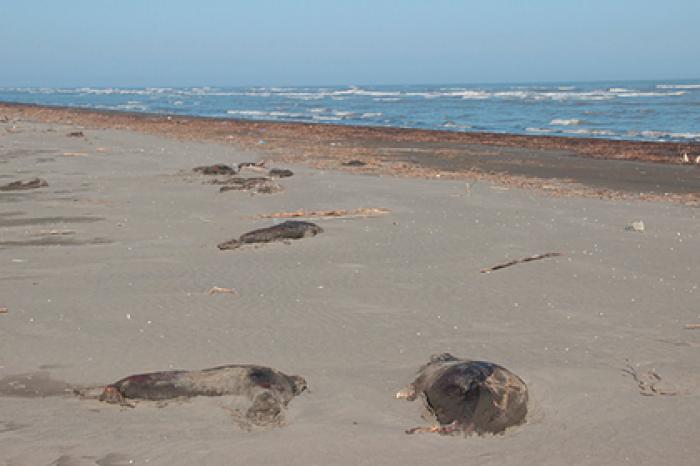 На берегу Каспийского моря обнаружили сотни мертвых тюленей