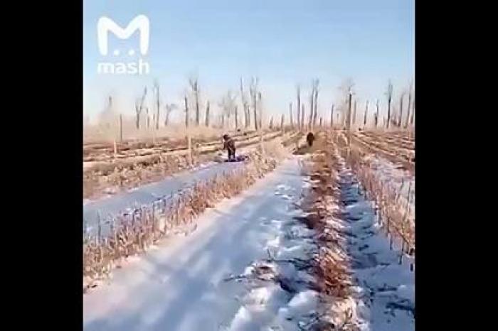 Россиян наняли полоть сорняки в мороз под снегом