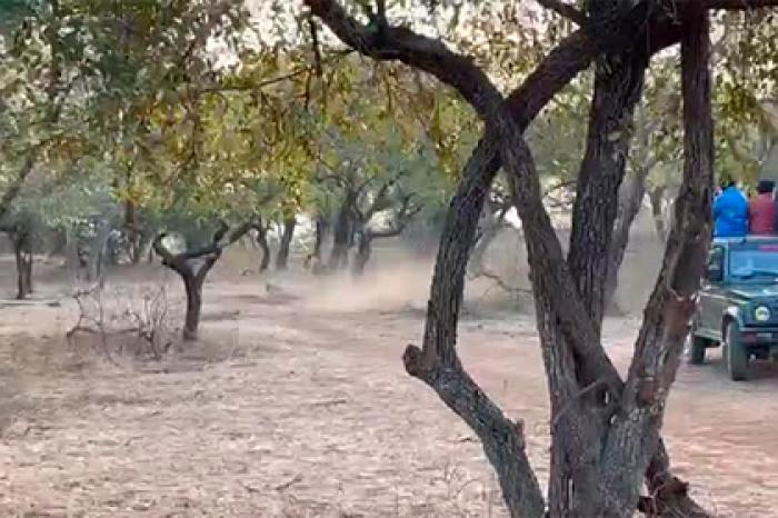 Бездомная собака сразилась с львицей и попала на видео