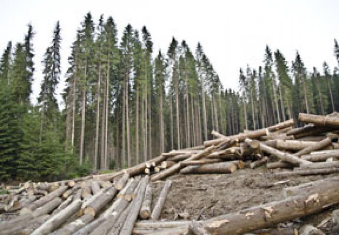 ДЕПУТАТЫ PAS СОЗДАЮТ РАБОЧУЮ ГРУППУ ПО РАССЛЕДОВАНИЮ НАРУШЕНИЙ В ХОДЕ ВЫРУБКИ ЛЕСОВ