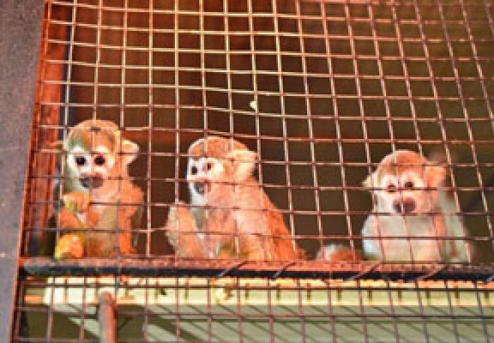 КИШИНЕВСКИЙ ЗООПАРК ПОПОЛНИЛСЯ БОЛЕЕ 30 ПИТОМЦАМИ