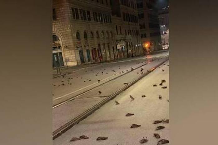 В Италии прошел «дождь» из мертвых птиц