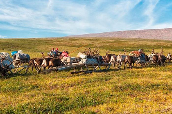 Коренные народы Арктики предложили свой вариант восстановления тундры