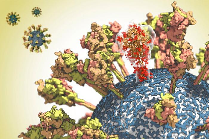 Раскрыты слабые места у коронавируса