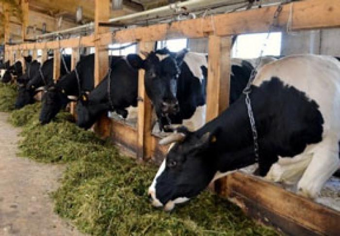 ГОСУДАРСТВО ПРИНИМАЕТ ЗАЯВКИ НА СУБСИДИИ ЗА СОДЕРЖАНИЕ ПЛЕМЕННЫХ КОРОВ, ОВЕЦ И КОЗ