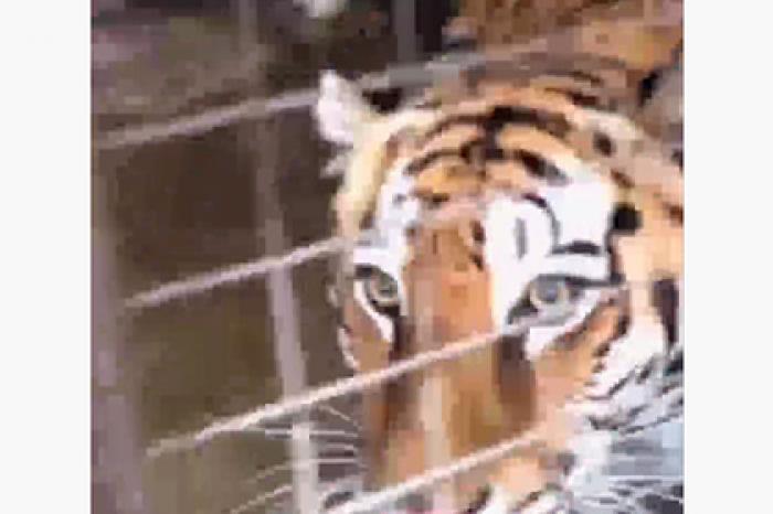 Объяснена страсть стрелка из Мытищ к коллекционированию хищников