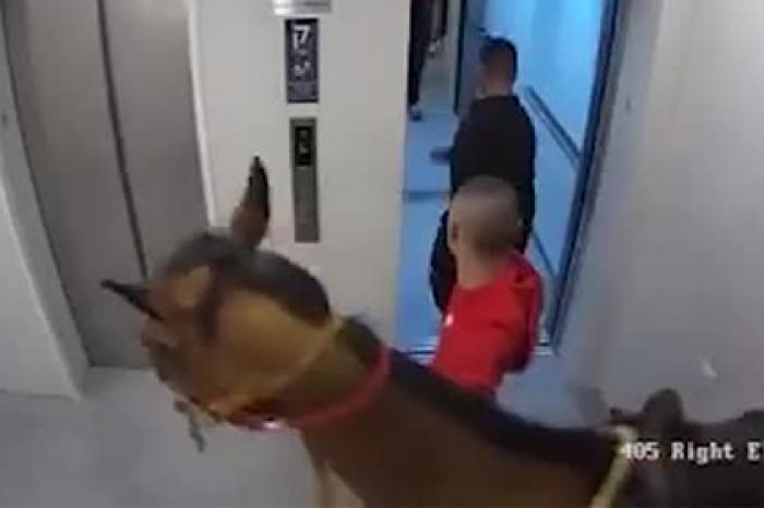 Двое мужчин завели лошадь в лифт и были арестованы