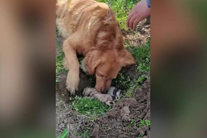 Собака раскопала могилу в надежде воскресить своих щенков и попала на видео