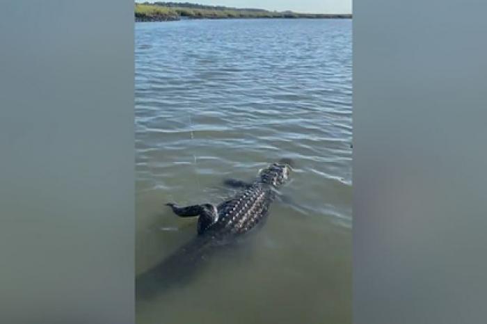 Рыбак случайно поймал аллигатора вместо ската и попал на видео
