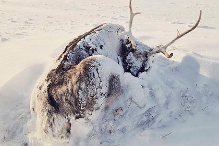 Ученые сообщили о массовой гибели оленей на Ямале