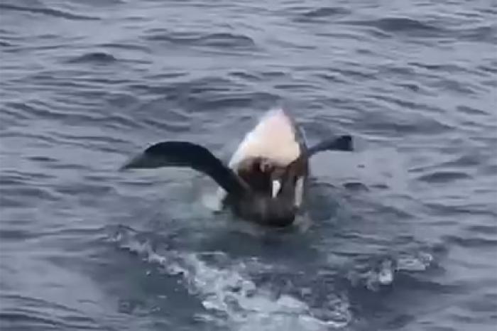 Акула-людоед целиком проглотила буревестника и попала на видео