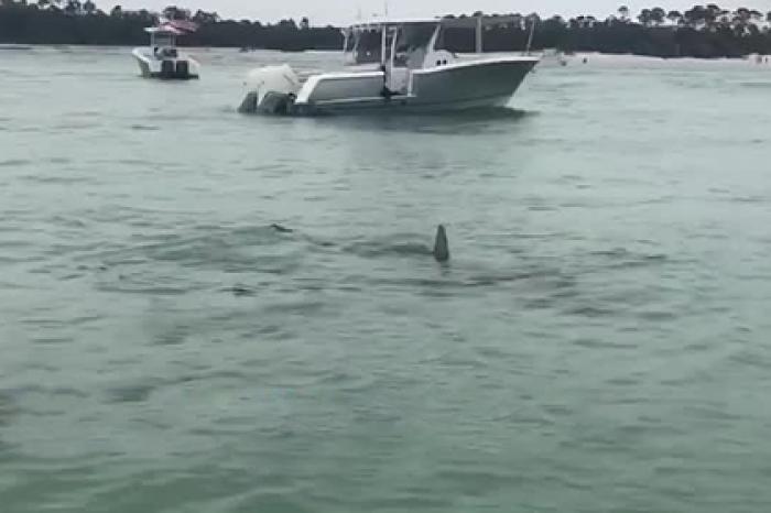 Акулы-молоты окружили отдыхающих и попали на видео
