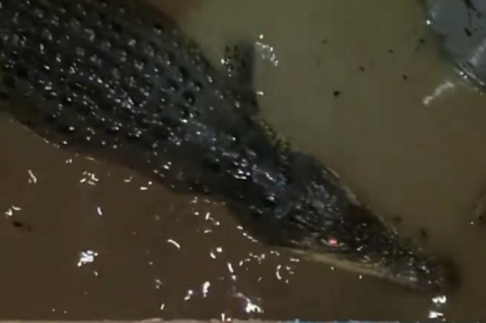 Директор крокодиляриума рассказал о ловле питомцев руками после потопа в Ялте