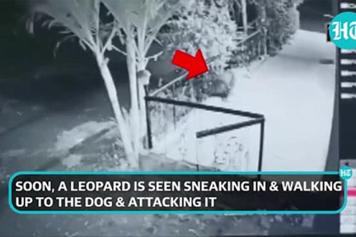 Леопард утащил спящую собаку с крыльца и попал на видео