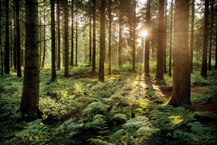 Миллионеру запретили портить лес «выдающейся красоты»